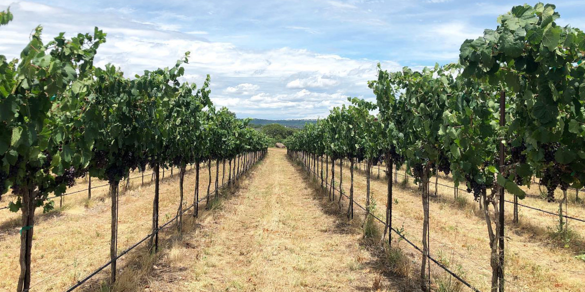 Torr Na Lochs Estate Vineyard