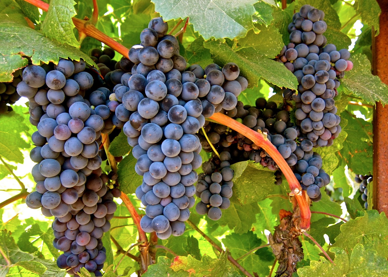 Kerrville Hills Tannat Grapes